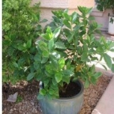 Kako uzgajati liči iz kosti kod kuće: značajke uzgoja kod kuće